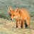 fox 33