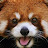 Red Panda