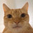 Cat Avatar
