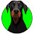 Dobermann Jeff