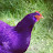 Purple Chicken Farm