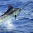 Atlantic Swordfish