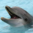 Squeaky Dolphin