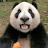 мистр панда