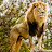 The ethiopian Lion