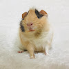 What could Abi’s Animals buy with $2.4 million?