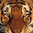 Великий Тигр