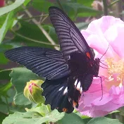 今日のアンビエンス