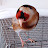 Leporello the Goldfinch – Birdtaming Tips & Tricks