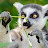 lemur drekavac