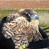 What could Lady Hawk buy with $136.2 thousand?