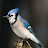 Blue Jay