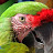 CleoTheMacaw