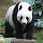 Da Panda