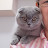 Коржик