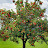 Apple Tree Fruit