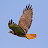 Flying Red Tail Hawk