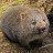 Fat Wombat