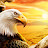 Desert Eagle Gold 50