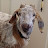 MoistGoat