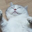 현금보리