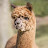 anonymous alpaca