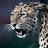 TEAM K2 Radmir Leopard