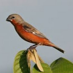 Guyana Birds Avatar