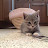 kitten64