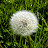 Big Dandelion