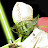 Master Pope Yoda
