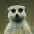 Overly Aggressive Meerkat