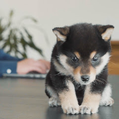 豆柴がいる暮らし