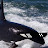 Killer Orca