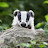 Relative Badger