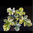 Scented-leaf Pelargonium