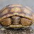 Tortoise