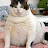 FAT CAT
