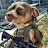 Commando Dog
