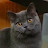 British Shorthair Cat ANTONIO