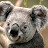 Koala Man