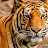 tigers gaming64