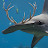 Sharkdeer