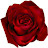 Red Rose