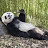 ExtravagantPanda