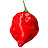 Habanero Peppers