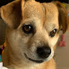What could FOX The Cutest Dog in the West buy with $100 thousand?