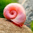 Pink Snail
