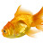 Gold Fish