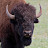 BlindBison